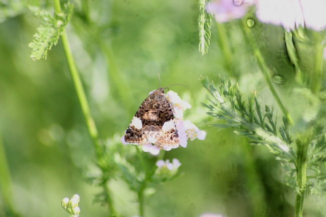 Falena 2 da ID - Tyta luctuosa